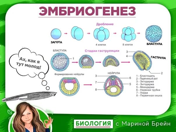 Зигота таблица. Зигота бластула гаструла нейрула. эмбриогенез гаструла бластула. как развивается зигота. этапы эмбриогенеза.