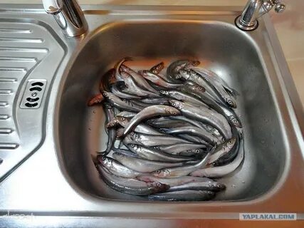 Как чистить корюшку для жарки