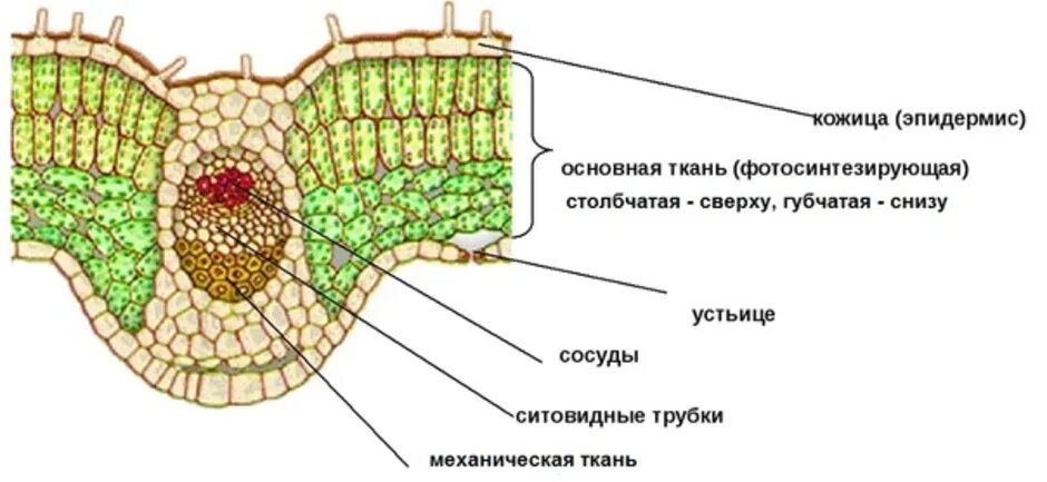 Что внутри листьев