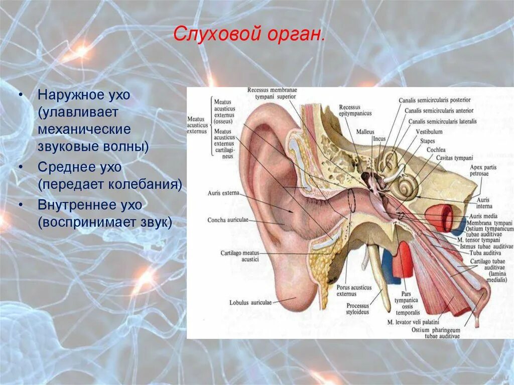 Строение уха человека описание