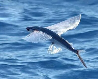 Fly fish