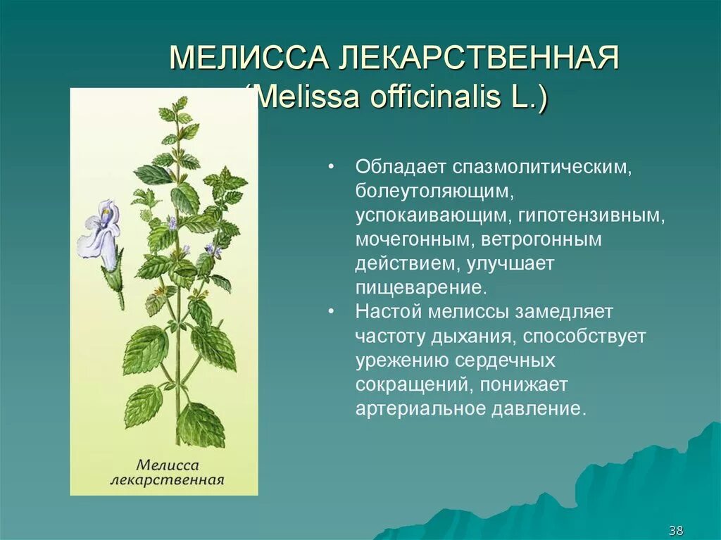 Трава мелиссы лекарственной описание. Растения против болезней