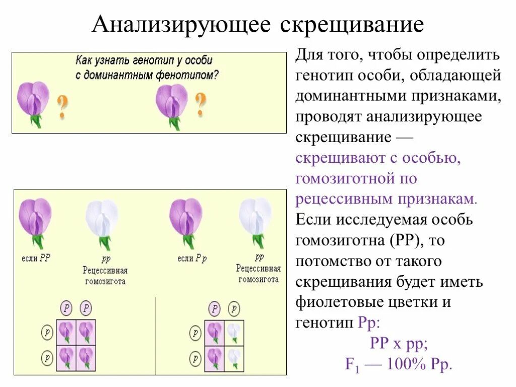 Моногибридное анализирующее скрещивание. Анализирующее дигибридное скрещивание. Моногибридное скрещивание анализирующее скрещивание. Неполное доминирование анализирующее скрещивание.