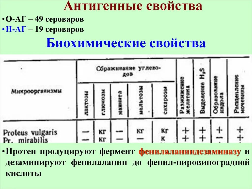 Биохимические свойства микроорганизмов таблица. Klebsiella pneumoniae биохимические свойства. Протей биохимические свойства. Proteus биохимические свойства. Ферментативная активность микроорганизмов