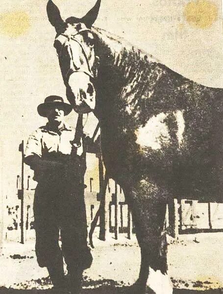 Большой конь 1846 года. Самая большая лошадь Сампсон. Самая большая лошадь в истории 1846 Сампсон. Великий Сампсон конь.