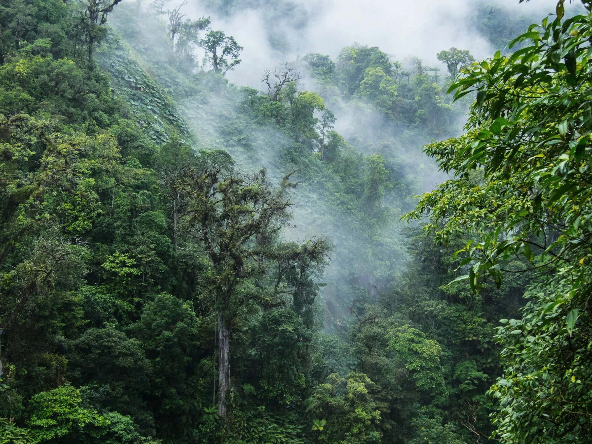 Монтеверде Коста Рика. Национальный парк Монтеверде (Коста-Рика). Коста Рика заповедник Монтеверде. Монтеверде облачный лес, Коста Рика.