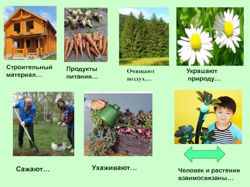 Какие растения живут долго. Растения строительный материал. растения и человек. строительный материал природа. растения как строительный материал.