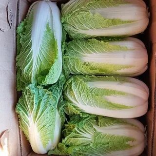 Капуста продам