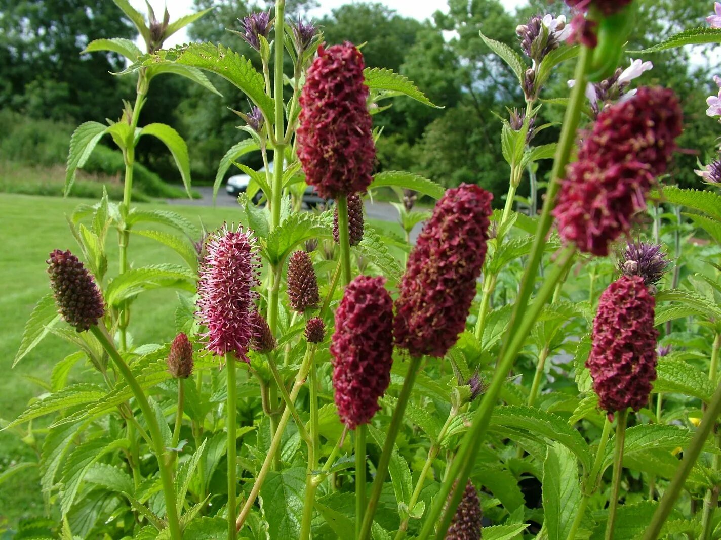 Кровохлебка Танна. Кровохлебка лекарственная (Sanguisorba officinalis). Кровохлебка красноголовник Sanguisorba. Кровохлебка Мензиса.