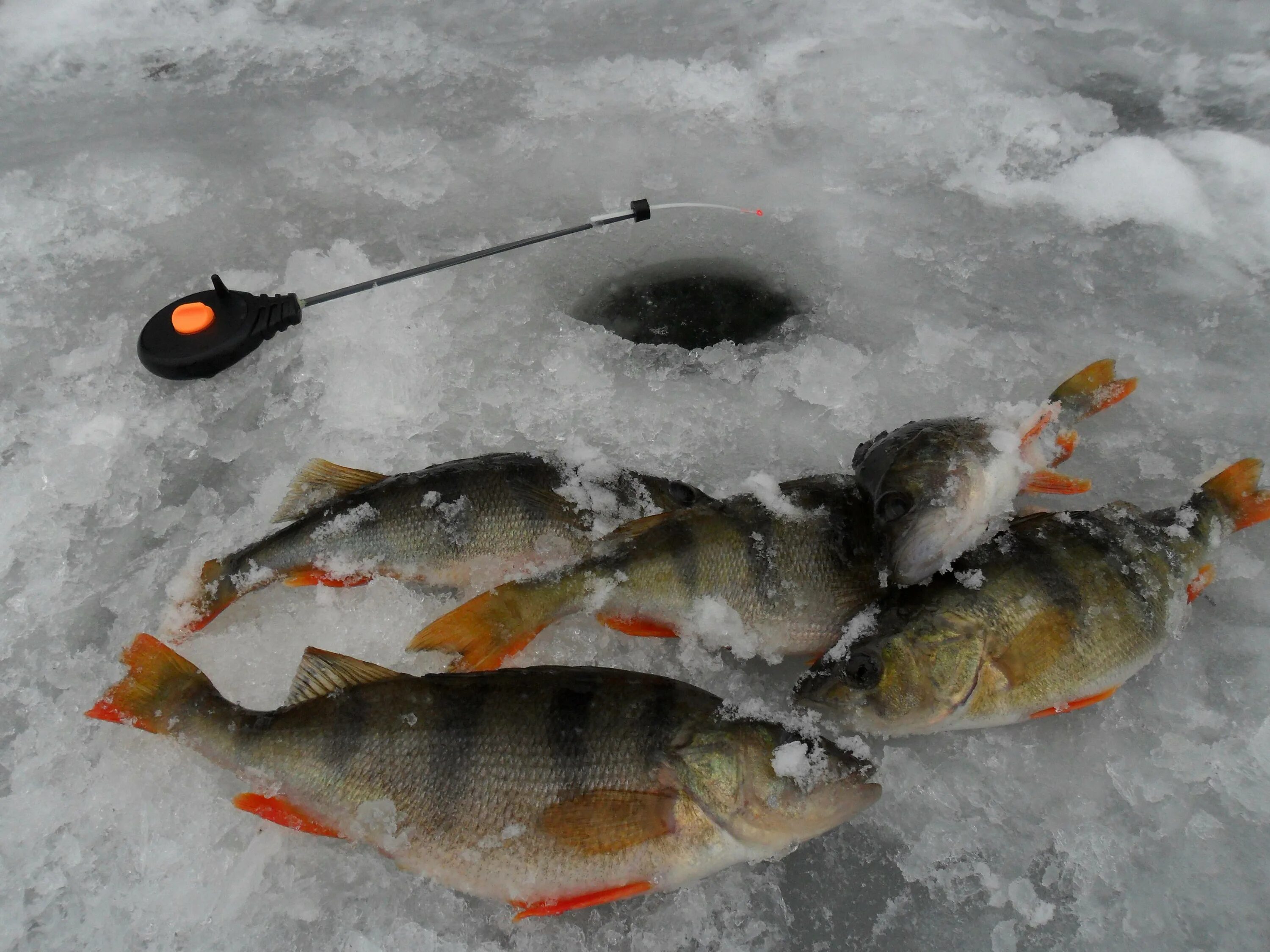 Лов зимой. Зимняя рыбалка 2 окуня. Ловля окуня по первому льду на безмотылку. Зимнее блеснение окуня Перволедье. Зимняя рыбалка на окуня на мормышку в глухозимье.