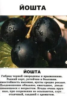 Йошта описание