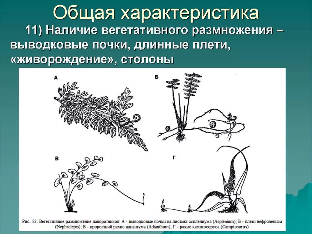 Вегетативное размножение растений выводковыми почками. Вегетативное размножение выводковыми почками. Способы вегетативного размножения выводковыми почками. Размножение почками это вегетативное размножение.