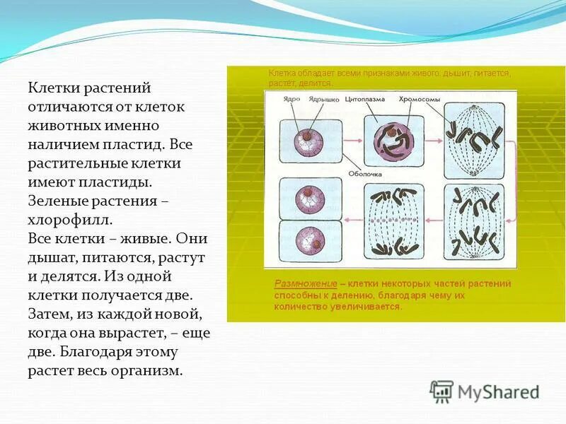 Растительные клетки способны