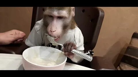 Включи видео обезьян
