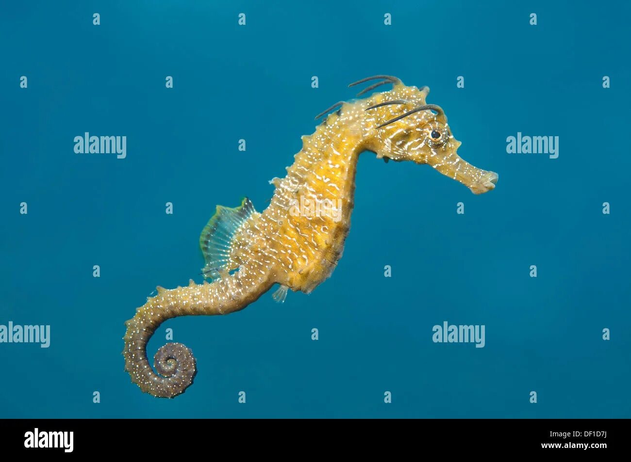 Hippocampus bargibanti. Год морских коньков. Год морских коньков. Морской конек. Морской пони hippocampus satomiae.