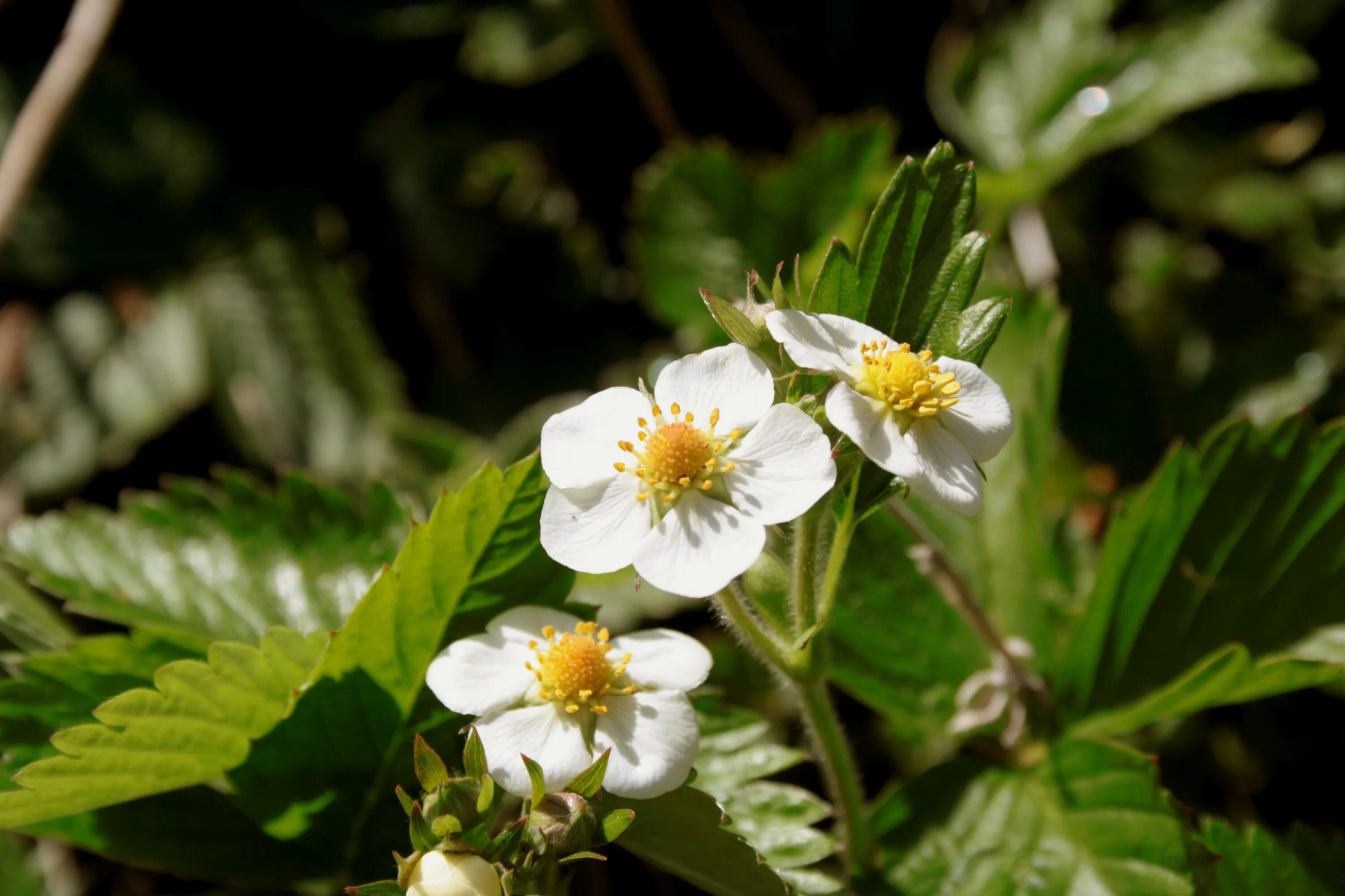 Strawberry flowers