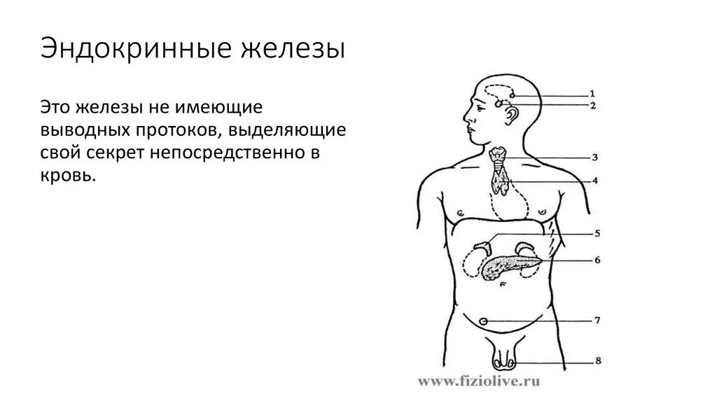 Какая эндокринная железа изображена на рисунке. Расположение желез внутренней секреции. Месторасположение желез внутренней секреции рисунок. Схема желез эндокринной системы. Секреции эндокринных желез.