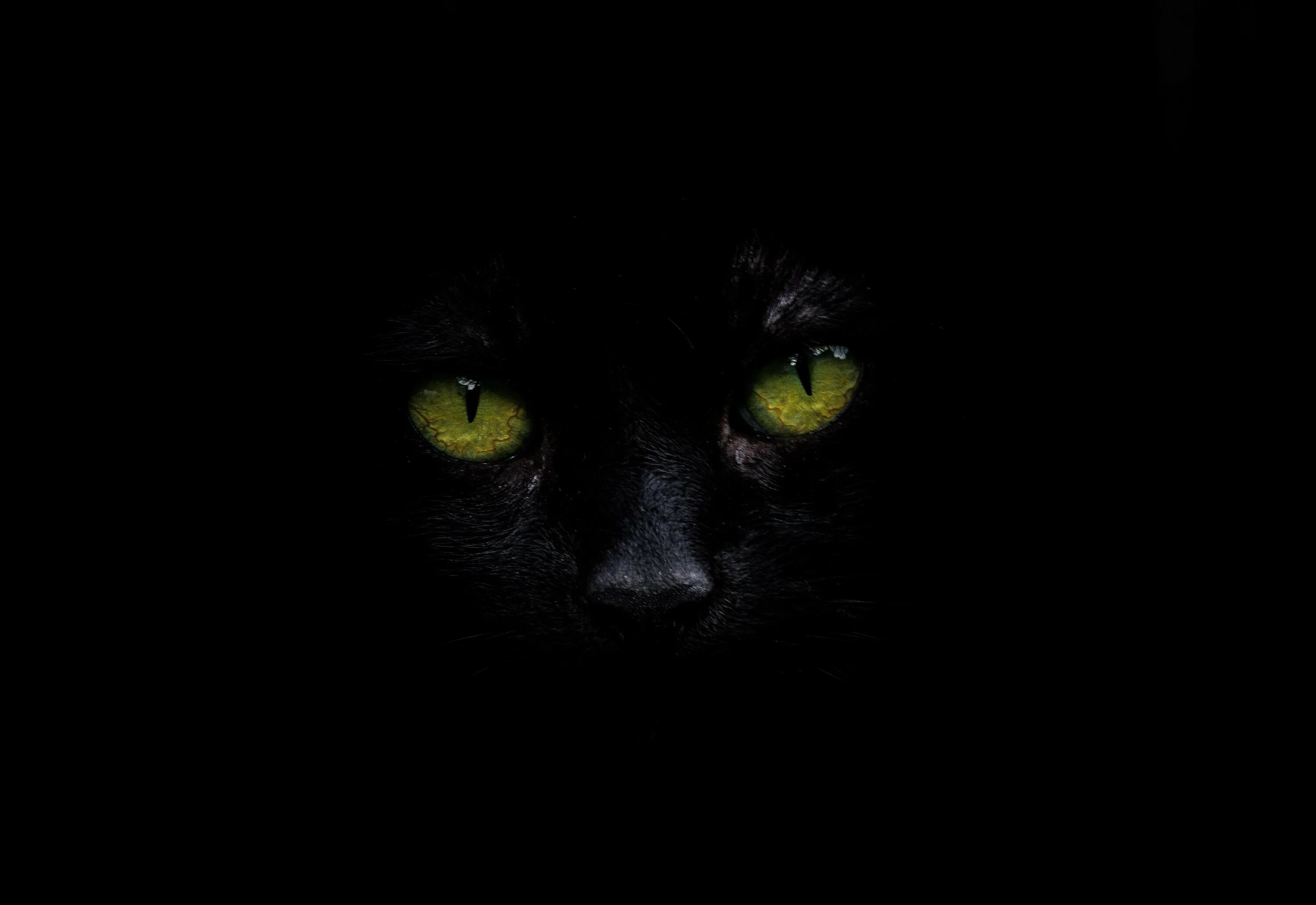 Страшные коты ночью