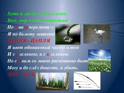 Капля цапля