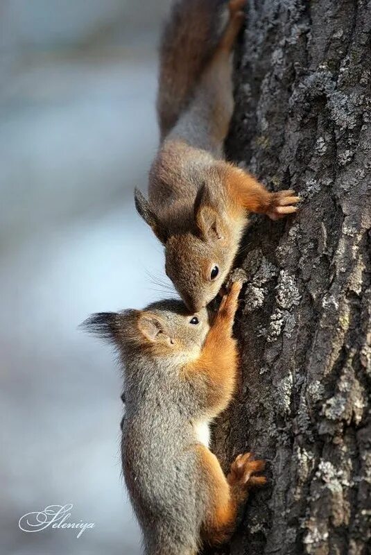 белочка обнимашки. влюбленная белка. любимой белочке. любимая белка. любимой белочке.