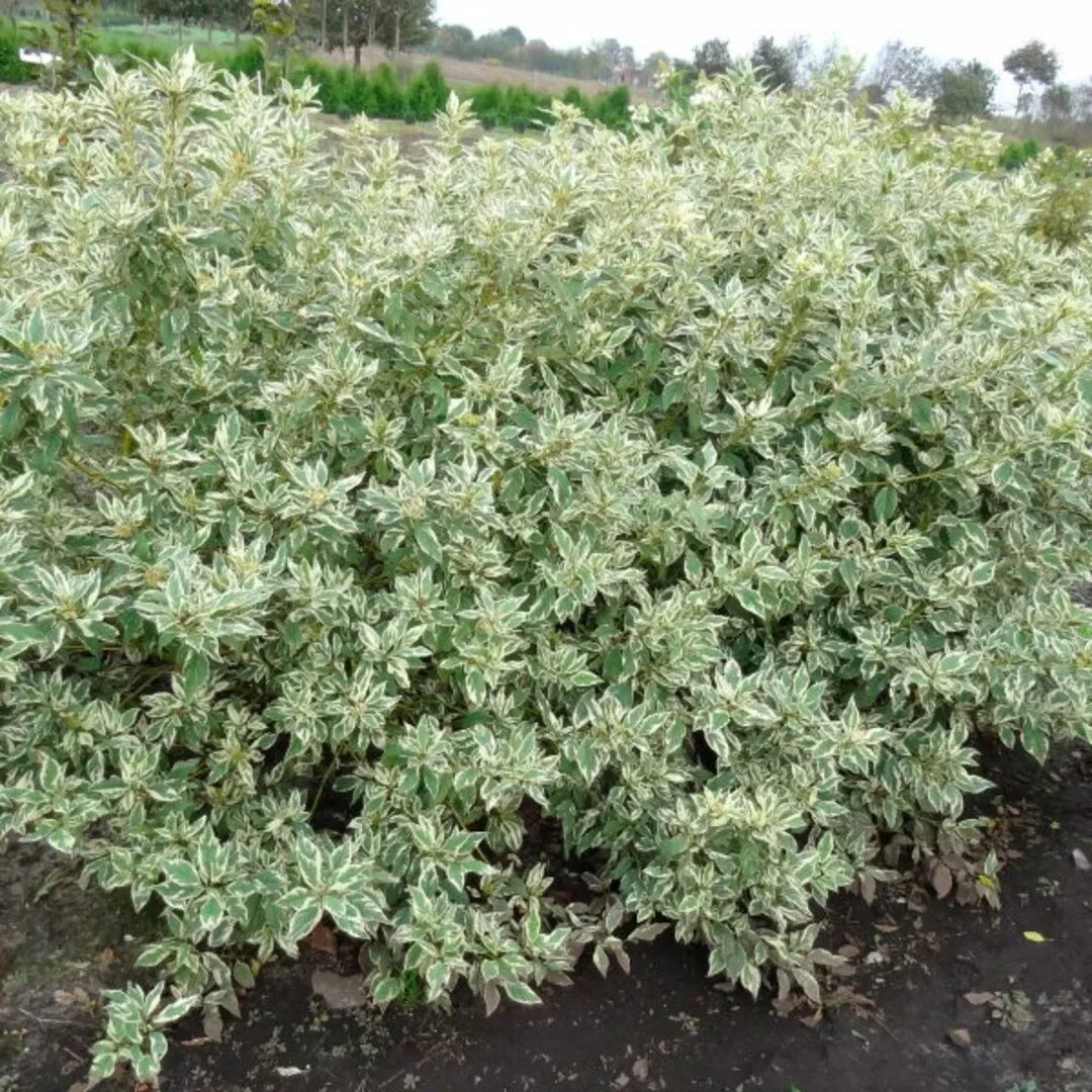 Дерен белый westonbirt. Cornus stolonifera (дерен отпрысковый) "flaviramea". Дерен отпрысковый. Дерен отпрысковый вайт голд зимой. Дерен отпрысковый вайт голд.