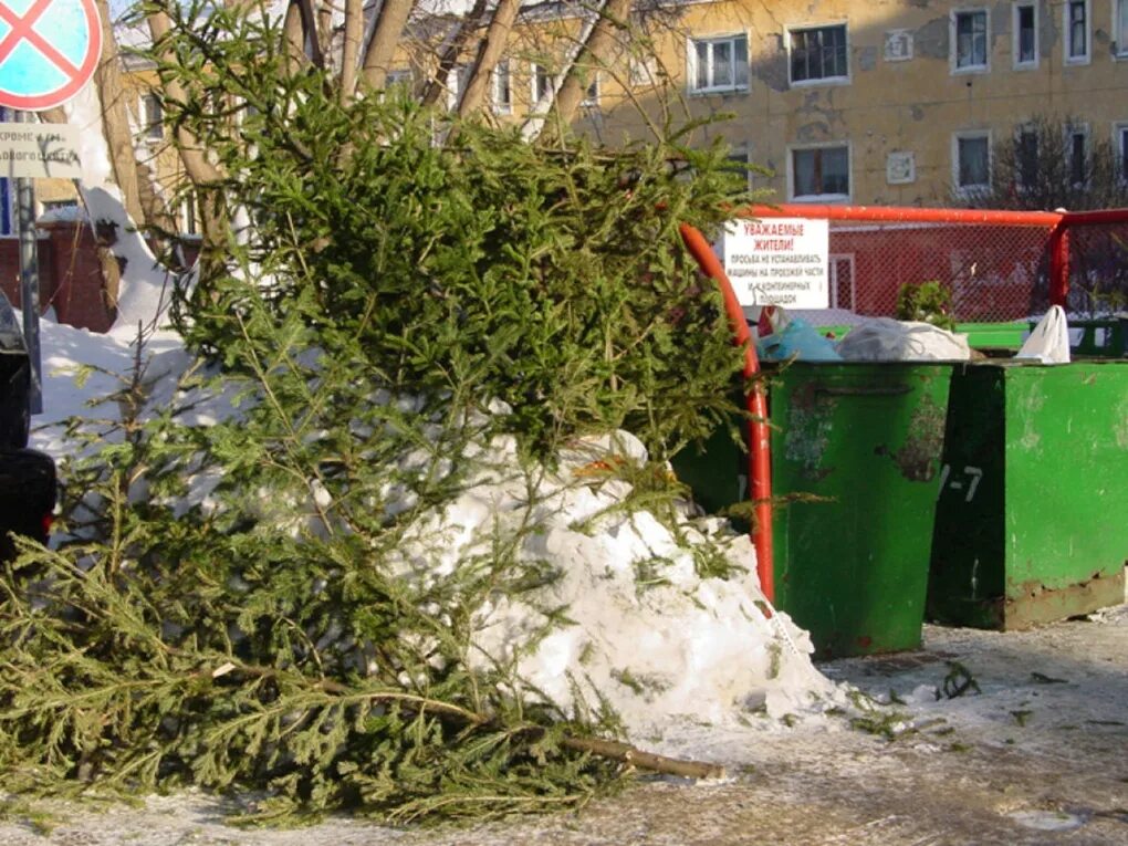 Утилизация новогодних елок. Акция елочный круговорот. Елка префекта вао. Переработка елок. Куда отнести елку.