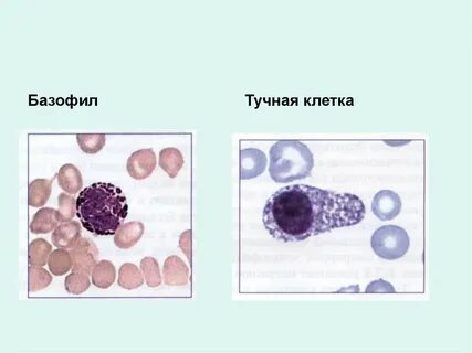 Специфические гранулы базофилов содержат