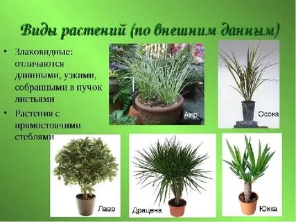 Разные виды растений и их названия