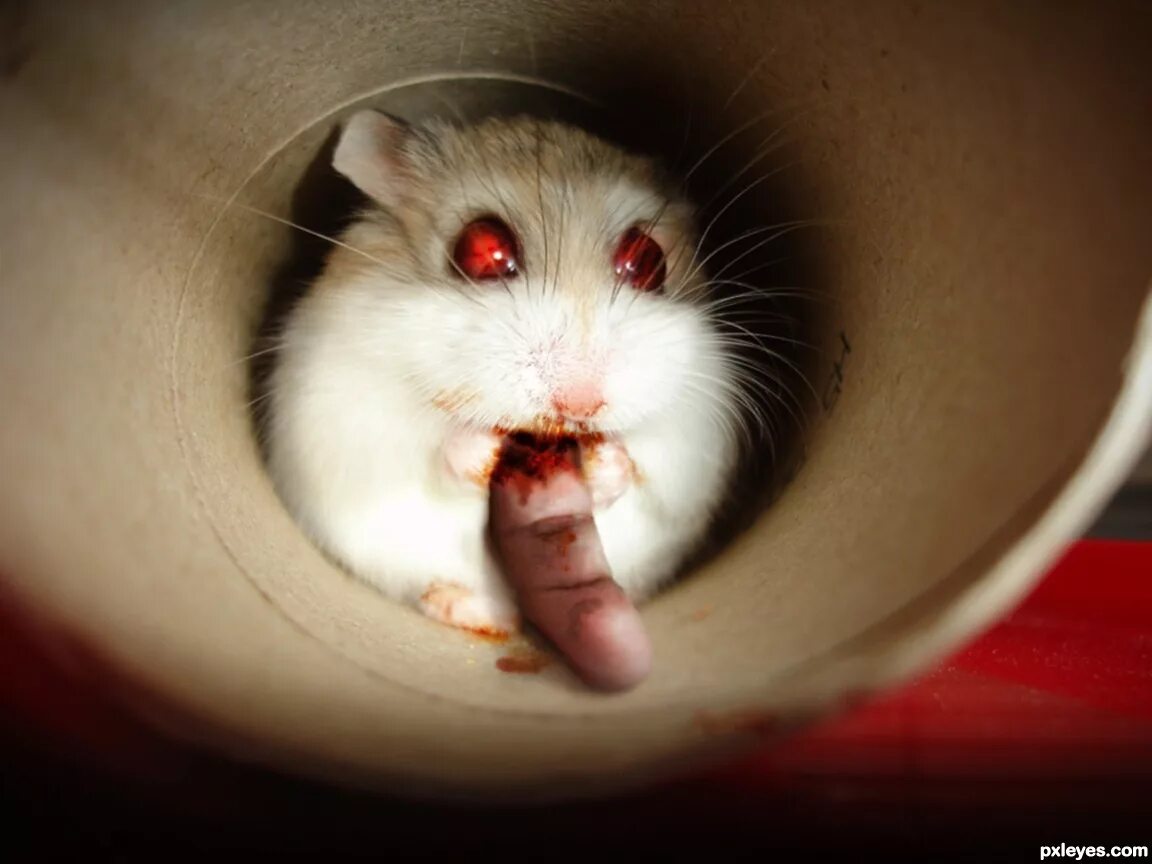 Sad hamster violin hamster. Бешеный хомяк.