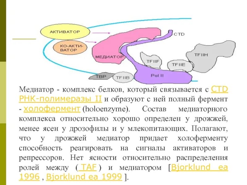 Первые белковые. Структура холофермента РНК полимеразы. Кор фермент и холофермент. Холофермент РНК-полимеразы прокариот. Строение полимеразы эукариот холофермент.