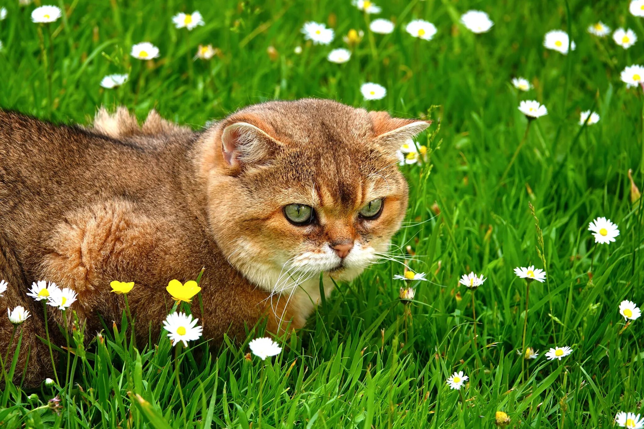 Трава для кошек. Летний котик. Кот в траве. Кошка лето. Grass animals