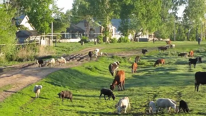 Деревня пенья. Выгон скота. Первый выгон скота весной. Село выгон. Выгон скотина.