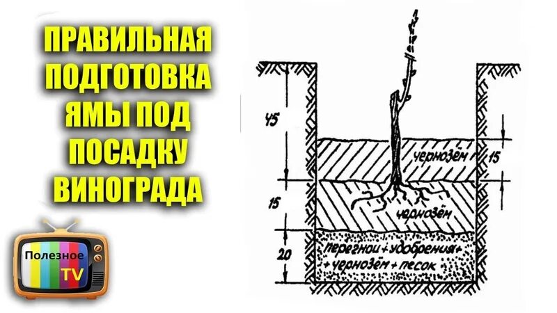 Какой лучше сажать виноград. Посадка саженцев винограда весной в грунт. Посадка винограда весной саженцами в открытый. Посадка винограда весной саженцами в открытый грунт в средней полосе. Посадка винограда весной саженцами для начинающих.