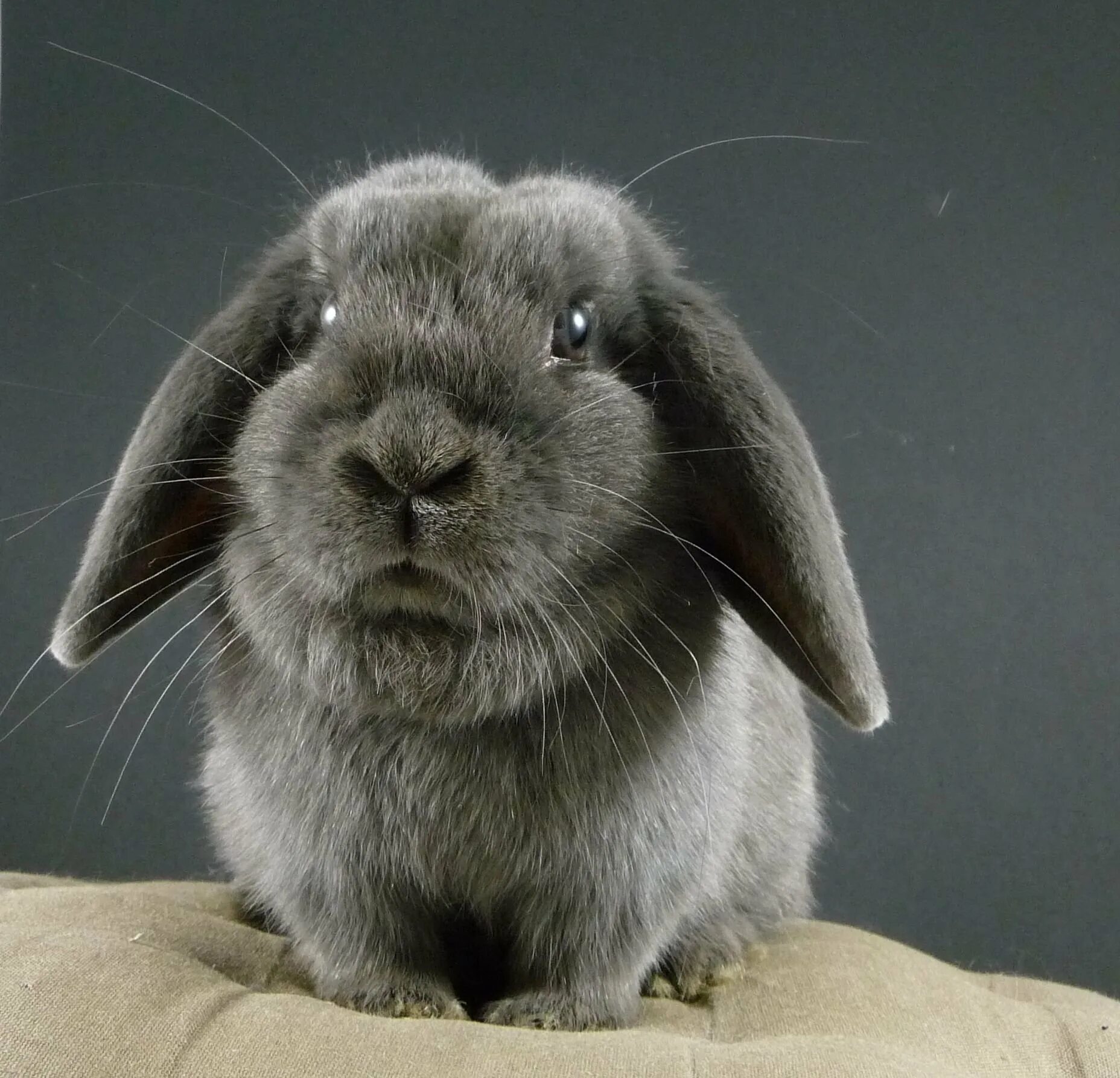 Вислоухий кролик Минилоп. Карликовый кролик Минилоп. Mini lop кролик. Кролик вислоухий Минилоп карликовый. Минилоп кролик купить