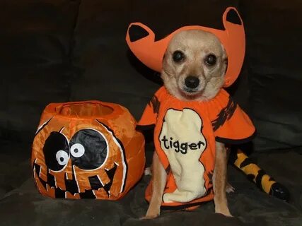 Dog homemade