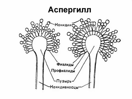 Микроскопическое строение гриба пеницилла