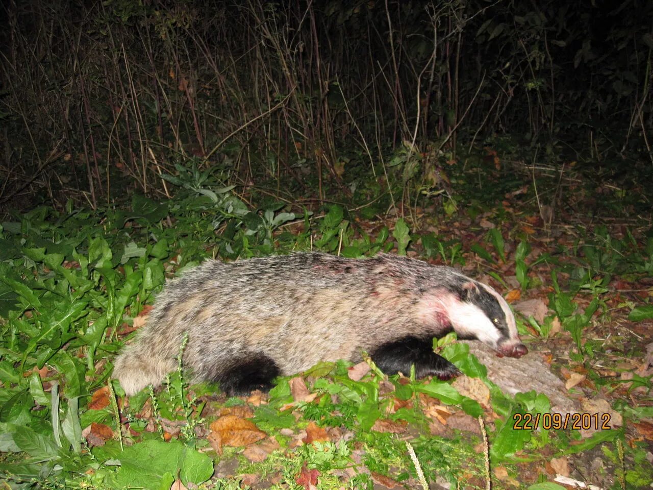 Барсучок. Барсук с полосками на спине. Барсук фото. Барсук в великобритании. Животных из красной книги курской области.