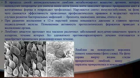 Лямблии у ребенка отзывы