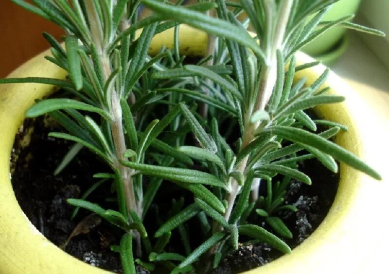 Розмарин цветок в горшке. Всходы розмарина. Розмарин выращивание в горшке. Розмарин комнатный. Розмарин цветок комнатный.