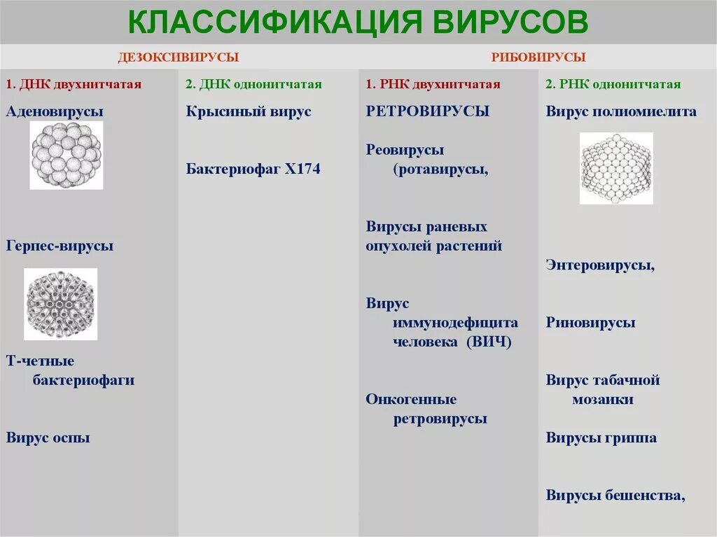 Виды типы вирусов. Классификация вирусов микробиология. Классификация и строение вирусов микробиология. Классификация вирусов ДНК И РНК содержащие. Классификация вирусов ДНК И РНК содержащие вирусы.