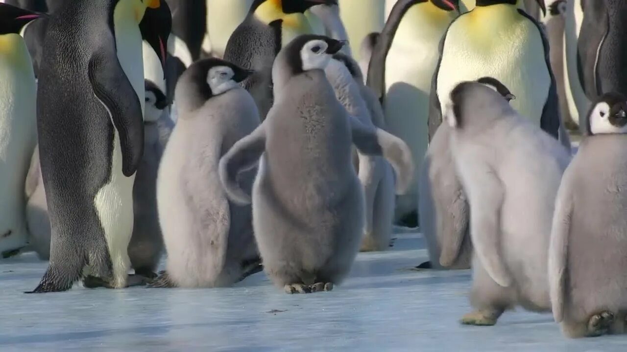 Пингвины мем видео