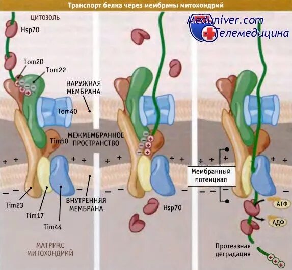 Транспорт белка происходит. Транспорт белков в митохондрии. Механизм транспорта белков в митохондрии. Белки митохондрий. Название белков есть в митохондриях.