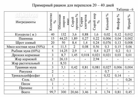 Корм несушкам своими руками