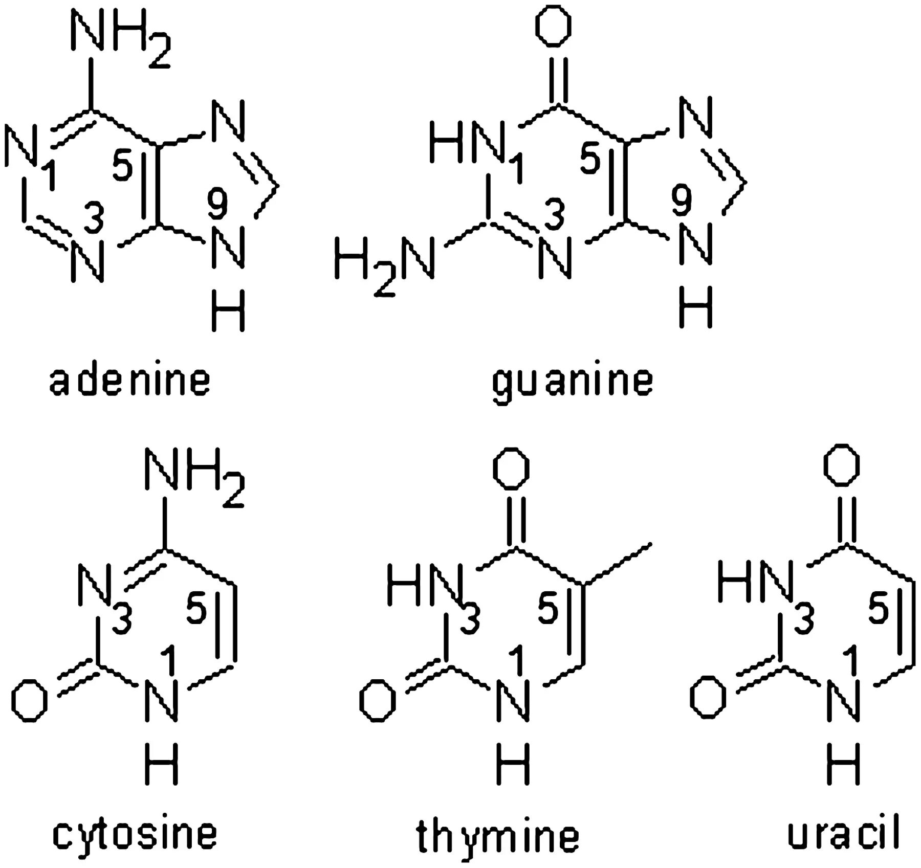 Аденин Тимин гуанин. Гуанин цитозин Тимин. Аденин Тимин урацил. Аденин цитозин.