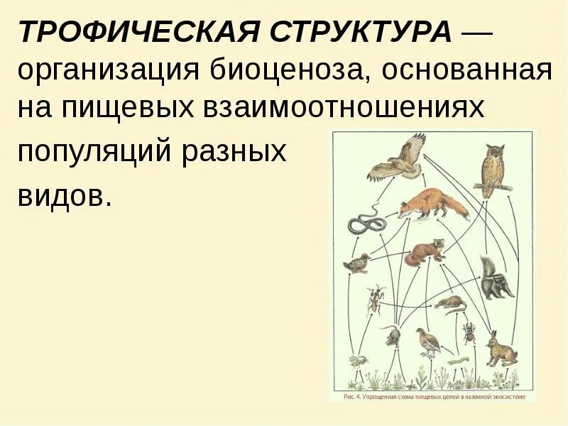 Виды связей между популяциями. Трофическая структура экосистемы. Пищевая структура биоценоза. Взаимосвязи между организмами в биоценозе. Типы взаимоотношений популяций в биоценозе.