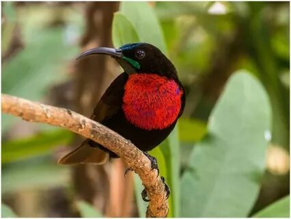 Sunbird comparison
