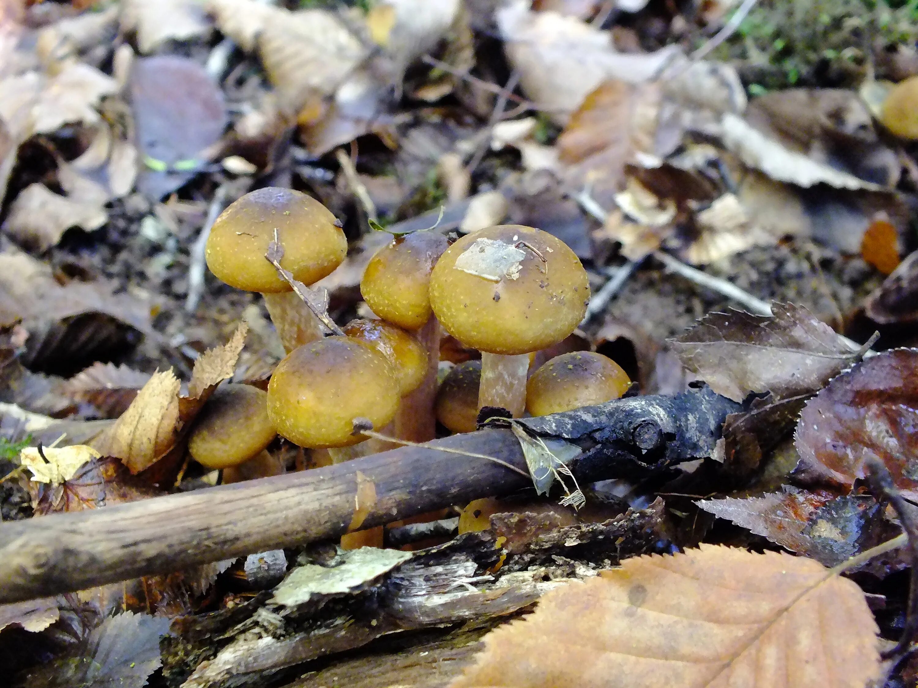 грибы в сочи. лесные грибы съедобные краснодарский край. грибной сезон. грибники адыгеи. грибы краснодарского края съедобные опята.