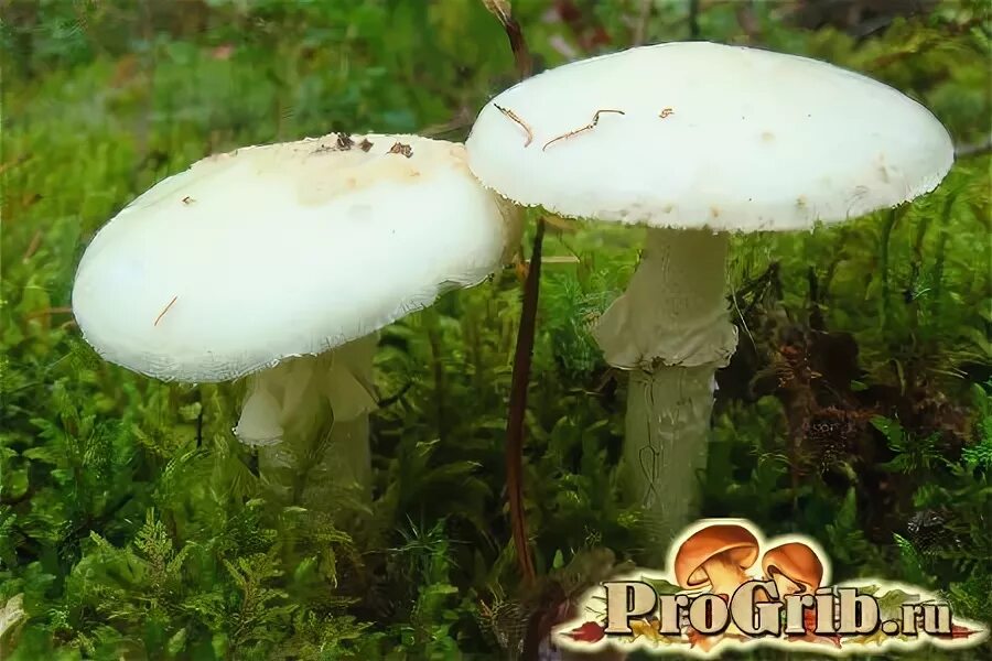 Показать бледную поганку. Бледная поганка гриб фото. Amanita phalloides гриб. Бледная поганка. Бледная поганка гриб.