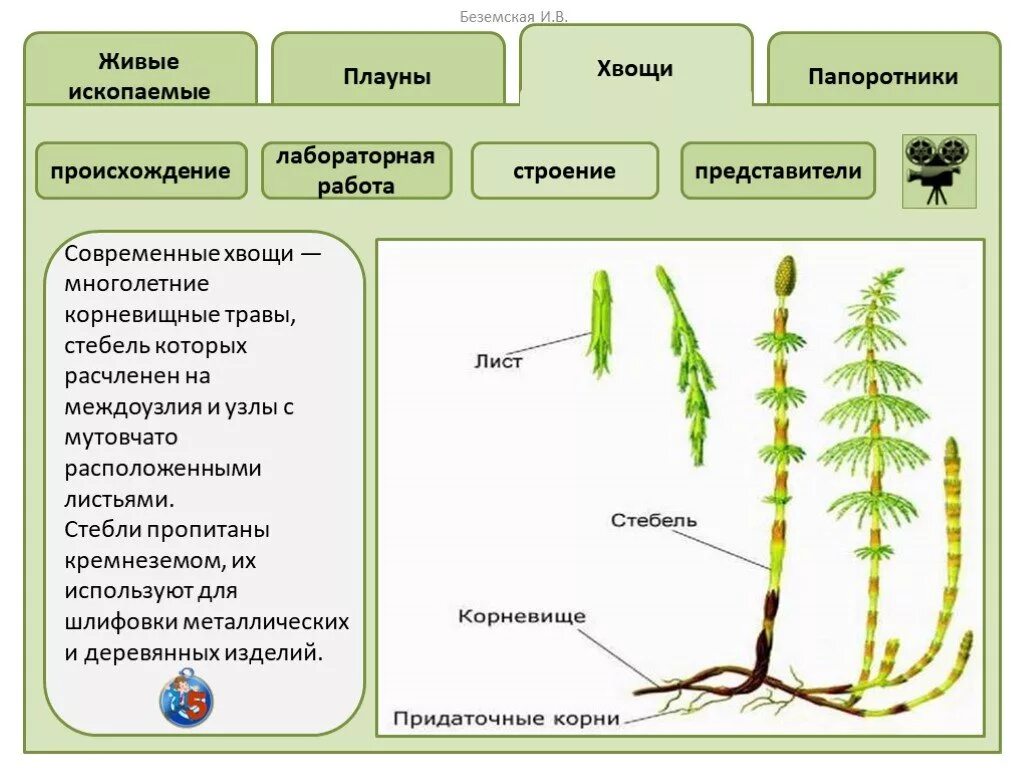 Различие между плаунами и хвощами. Строение и размножение мхов плаунов хвощей и папоротников. Строение плаунов хвощей и папоротников. Папоротники хвощи плауны строение. Таблица мхи папоротники хвощи.