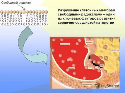 Разрушение мембраны